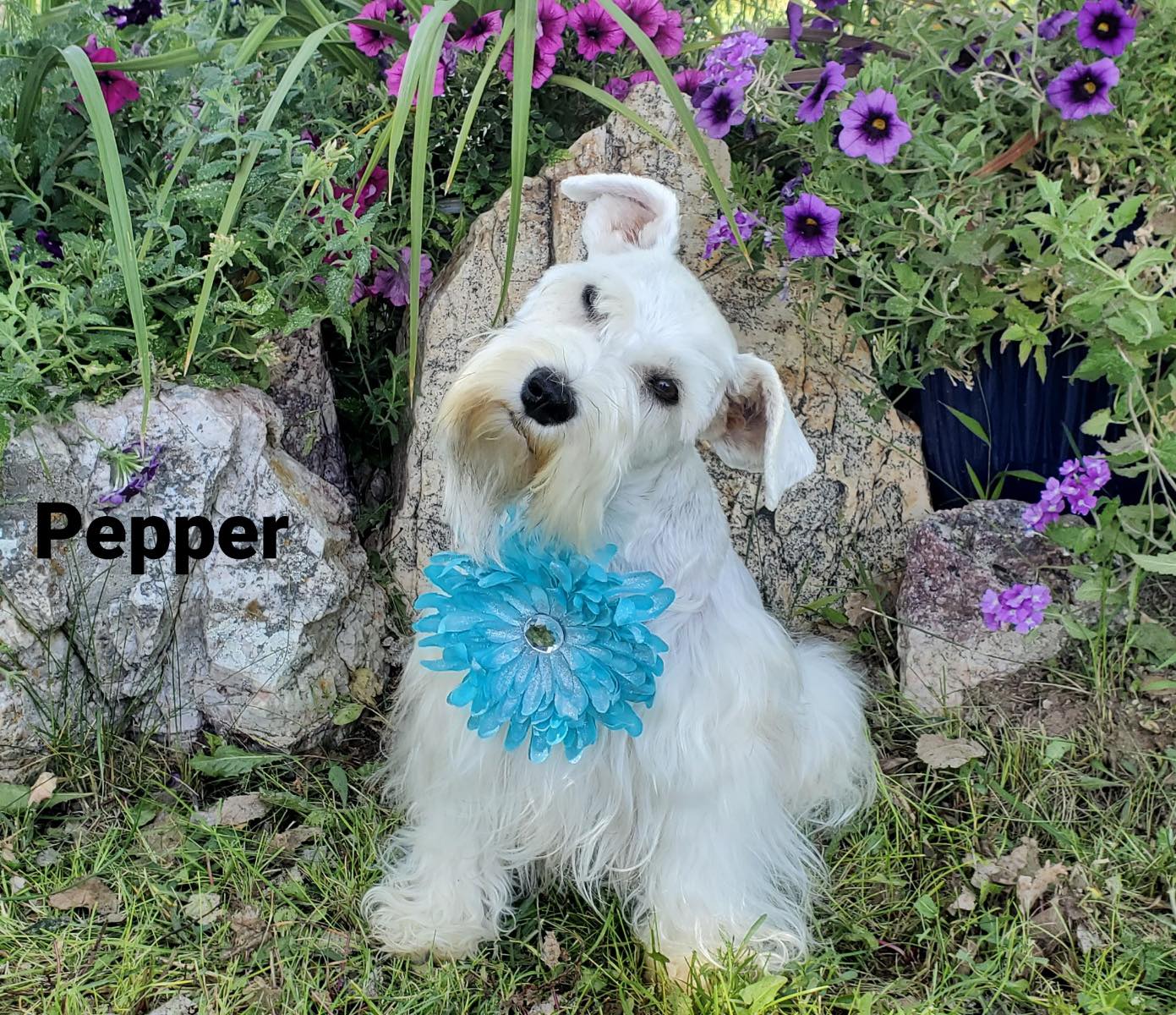 Pepper